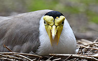 Masked lapwing (Vanellus miles)